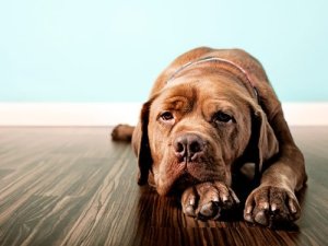 9 Signs Your Pet is Depressed